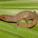 Caicos Least Gecko - Photo (c) Will Flaxington, some rights reserved (CC BY-NC), uploaded by Will Flaxington