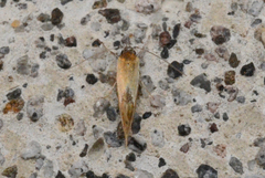 Batia lunaris