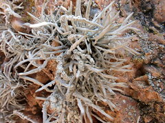 Roccella phycopsis