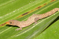 Sphaerodactylus caicosensis