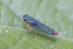 Versigonalia ruficauda