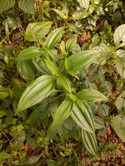 Miconia cinnamomifolia