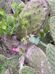Ipomoea decasperma