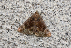 Hypena abalienalis