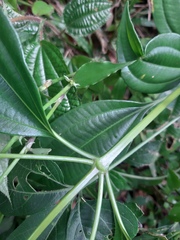 Miconia cinnamomifolia