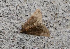 Hypena abalienalis