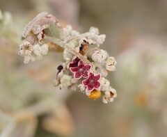 Chenopodium curvispicatum