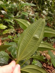 Miconia cinnamomifolia