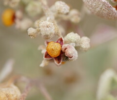 Chenopodium curvispicatum