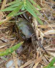 Minuca longisignalis