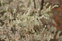 Chenopodium curvispicatum