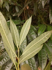 Palicourea sessilis