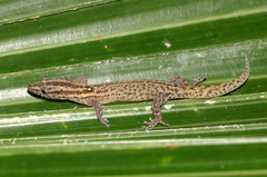 Sphaerodactylus caicosensis