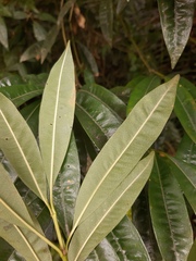 Palicourea sessilis