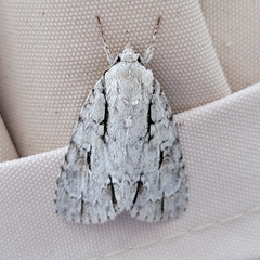 Acronicta lobeliae