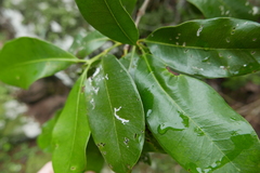 Pimenta racemosa