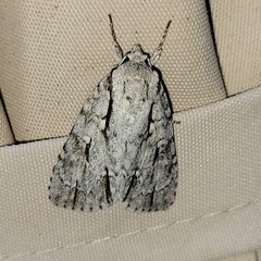 Acronicta lobeliae