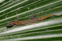 Sphaerodactylus caicosensis