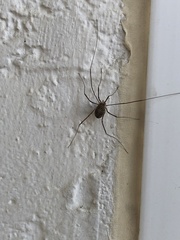 Opilio parietinus