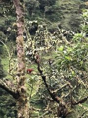 Andigena nigrirostris