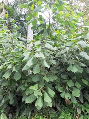 Alchornea glandulosa