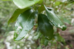Pimenta racemosa