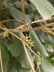 Alchornea glandulosa
