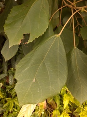 Alchornea glandulosa