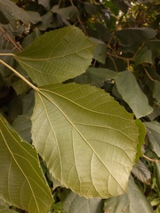 Alchornea glandulosa