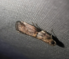 Acrobasis tumidana
