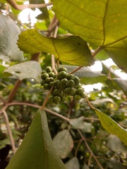 Alchornea glandulosa