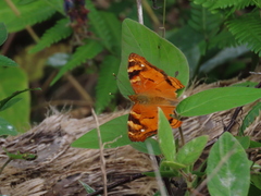 Hypanartia paullus