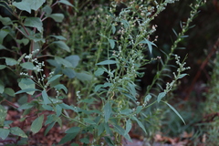 Chenopodium album