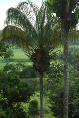 Attalea maripa