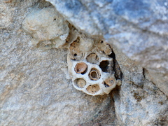Delta unguiculatum