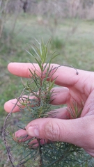 Baccharis coridifolia