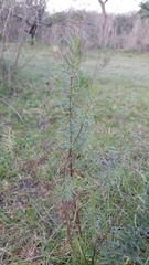 Baccharis coridifolia