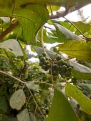 Alchornea glandulosa
