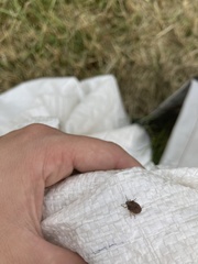 Homaemus aeneifrons