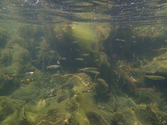 Hesperoleucus symmetricus