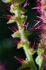 Acalypha subviscida