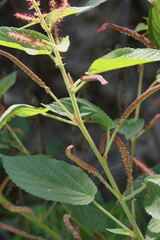 Acalypha subviscida