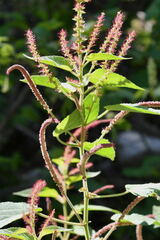 Acalypha subviscida