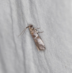 Quasisalebria atratella