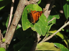 Hypanartia paullus