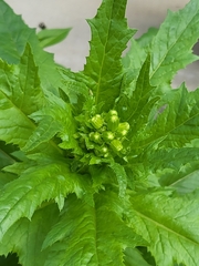 Erechtites hieraciifolius