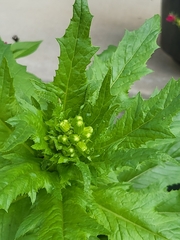 Erechtites hieraciifolius