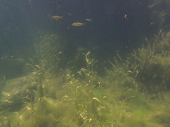 Ptychocheilus grandis
