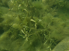 Potamogeton crispus