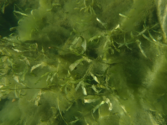 Potamogeton crispus